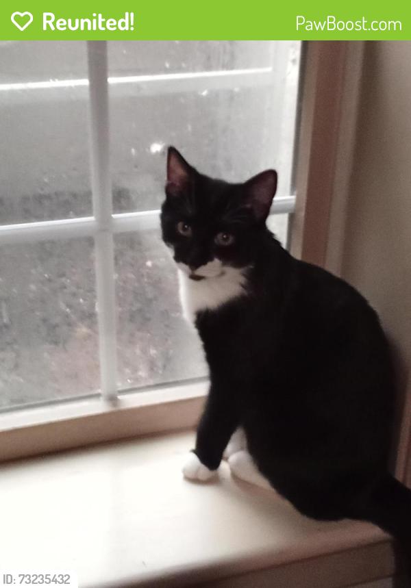 Reunited Male Cat last seen Britton rd & kenneth ave, Shippensburg, PA 17257