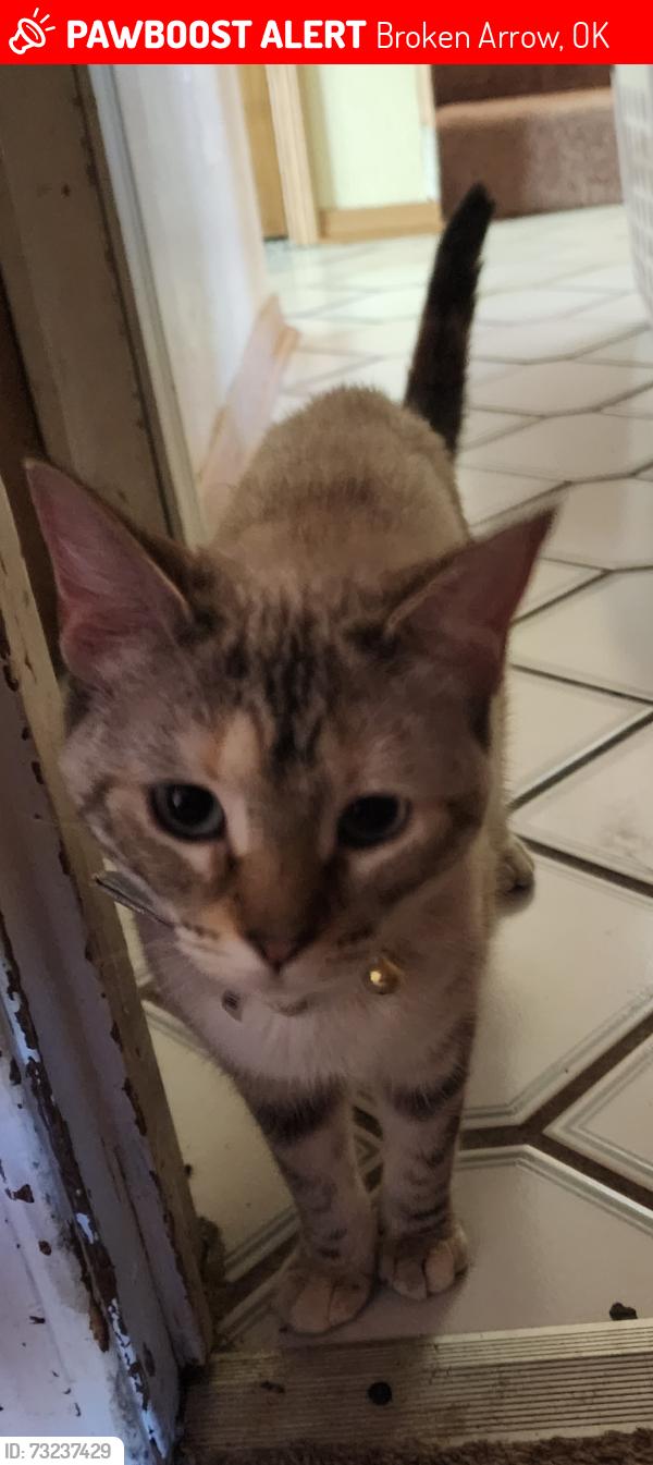 Lost Female Cat last seen Westwind is where we stay. But she wonders everywhere., Broken Arrow, OK 74012