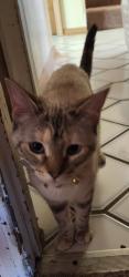 Lost Female Cat last seen Westwind is where we stay. But she wonders everywhere., Broken Arrow, OK 74012