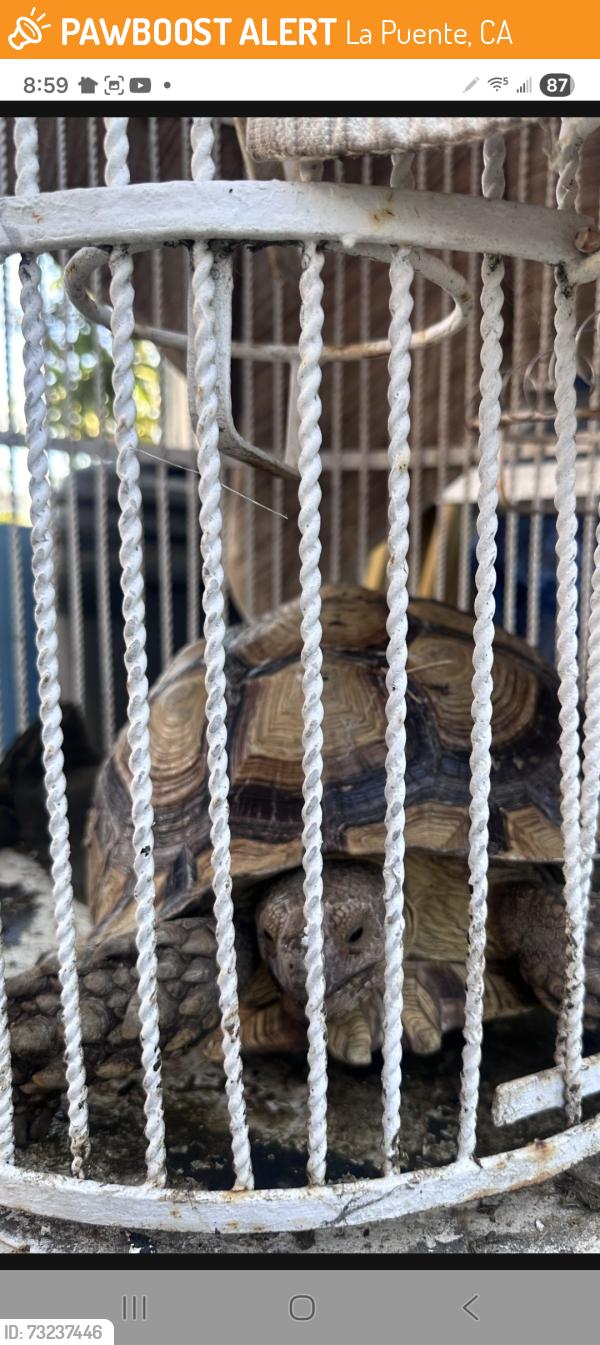 Found/Stray Unknown Reptile last seen Sandalwood Ave & Salais St., La Puente, CA 91744