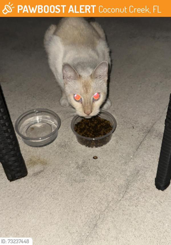 Found/Stray Unknown Cat last seen NW 38Th terrace Coxonut Creek, Coconut Creek, FL 33073