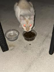Found/Stray Unknown Cat last seen NW 38Th terrace Coxonut Creek, Coconut Creek, FL 33073
