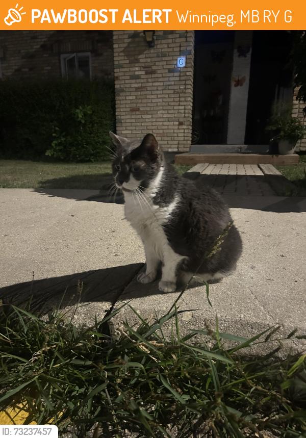Found/Stray Unknown Cat last seen Near Apple Lane, Winnipeg, MB R2Y 2G9
