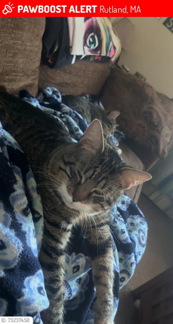 Lost Male Cat last seen Near maple ave rutland, Rutland, MA 01543