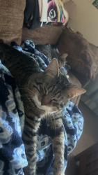 Lost Male Cat last seen Near maple ave rutland, Rutland, MA 01543