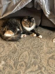 Lost Female Cat last seen Meridian and Montague, Rockford, IL 61102