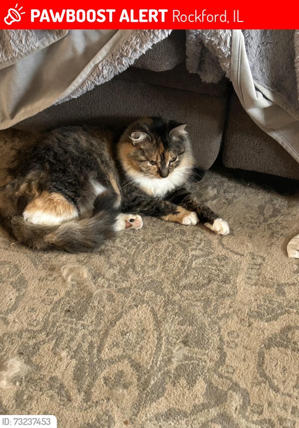Lost Female Cat last seen Meridian and Montague, Rockford, IL 61102