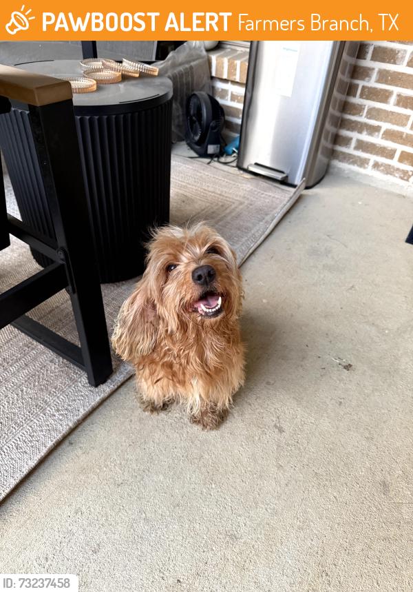 Found/Stray Male Dog last seen Mercer Crossing, Farmers Branch, TX 75234