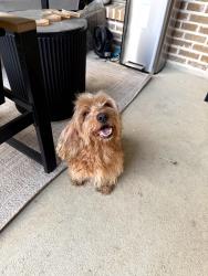 Found/Stray Male Dog last seen Mercer Crossing, Farmers Branch, TX 75234