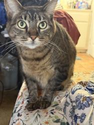 Reunited Female Cat last seen Baycrest Court, Harbor Village, Los Angeles, CA 90710