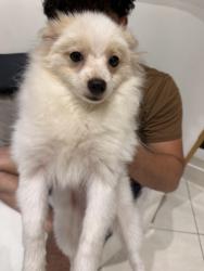 Found/Stray Male Dog last seen Altair Community in Irvine California, Irvine, CA 92618