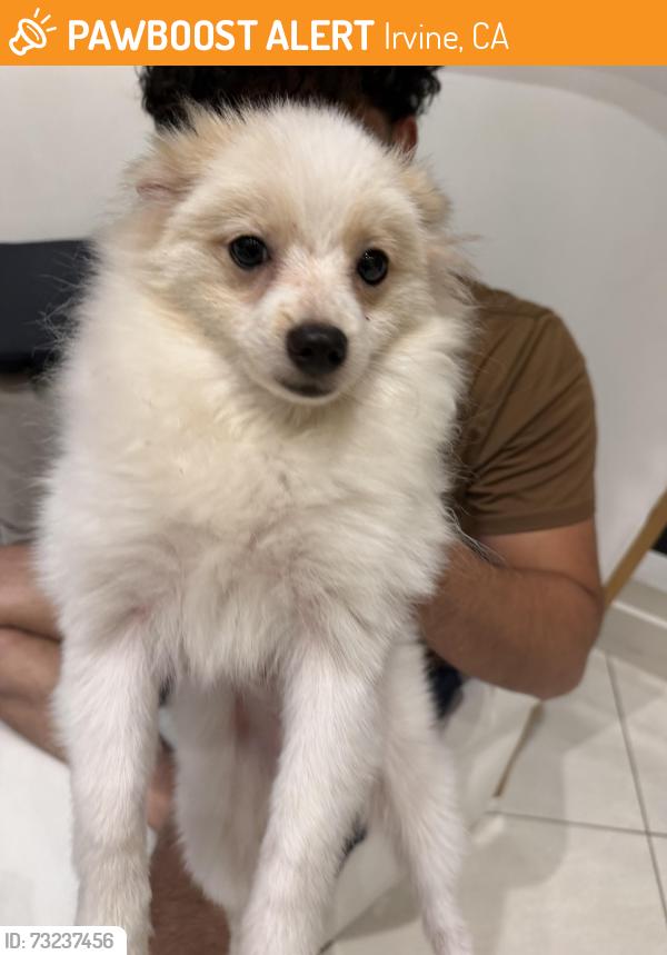 Found/Stray Male Dog last seen Altair Community in Irvine California, Irvine, CA 92618