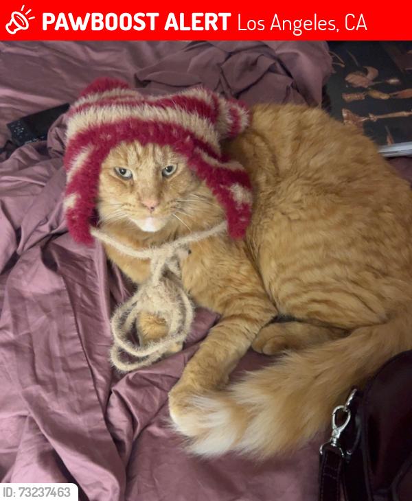 Lost Male Cat last seen Stoner Avenue, Brentwood, Los Angeles, CA 90025