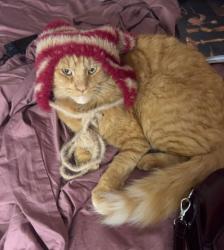 Lost Male Cat last seen Stoner Avenue, Brentwood, Los Angeles, CA 90025