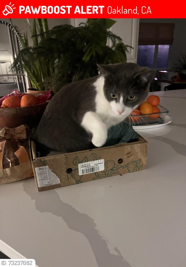 Lost Male Cat last seen Drury, Chancellor, Marlborough, Oakland, CA 94705