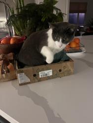 Lost Male Cat last seen Drury, Chancellor, Marlborough, Oakland, CA 94705