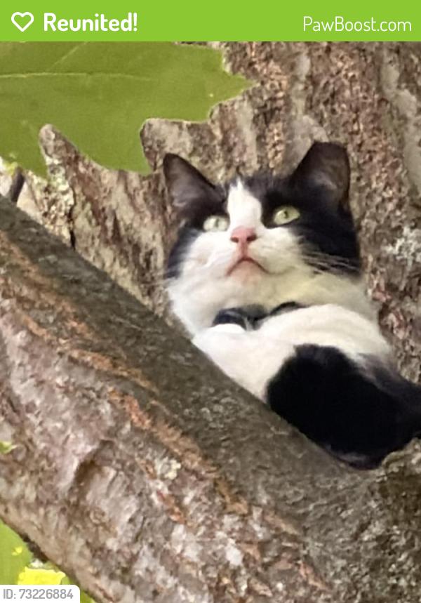 Reunited Female Cat last seen State Street and East Tuscarwas Ext Barberton Ohio, Barberton, OH 44203