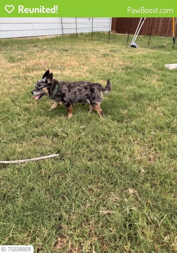 Reunited Male Dog last seen Waterfall Ln, Texas 75407, USA, Collin County, TX 75407