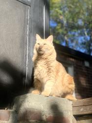 Lost Male Cat last seen Croecus st/ morehouse st, anderson park.Dixie Hills, Atlanta, GA 30314
