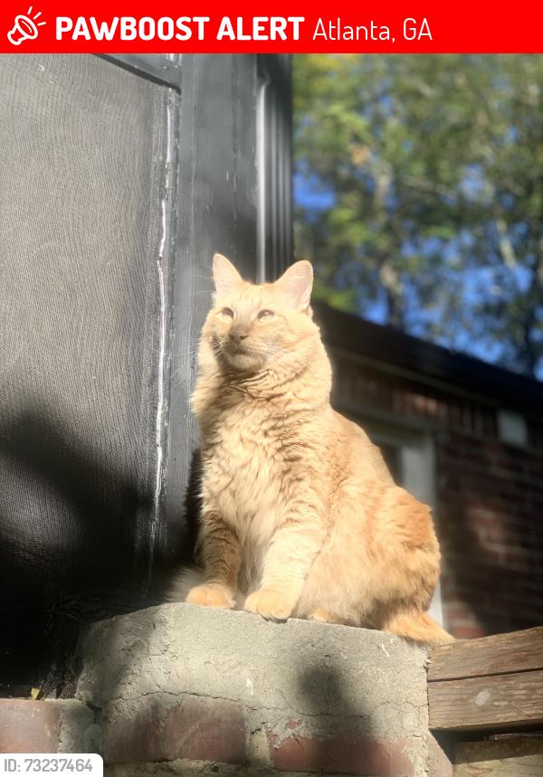Lost Male Cat last seen Croecus st/ morehouse st, anderson park.Dixie Hills, Atlanta, GA 30314