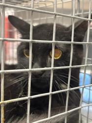 Shelter Stray Male Cat last seen Near BLOCK TULIP FALLS DR, HENDERSON NV 89011, 655 N Mojave Rd, Las Vegas, NV 89101, USA