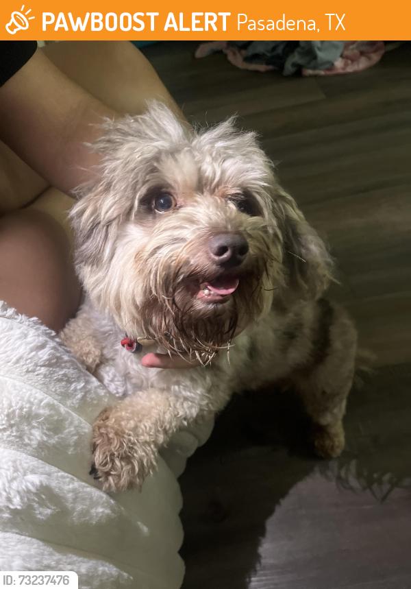 Found/Stray Male Dog last seen Perez and Shaver st, Pasadena, TX 77502