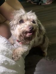 Found/Stray Male Dog last seen Perez and Shaver st, Pasadena, TX 77502