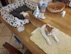 Reunited Female Cat last seen Faculty Ave / Del Amo Blvd, Lakewood Village, Lakewood, CA 90712