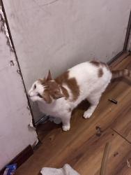 Lost Male Cat last seen Sands road, Cameron, NC 28326