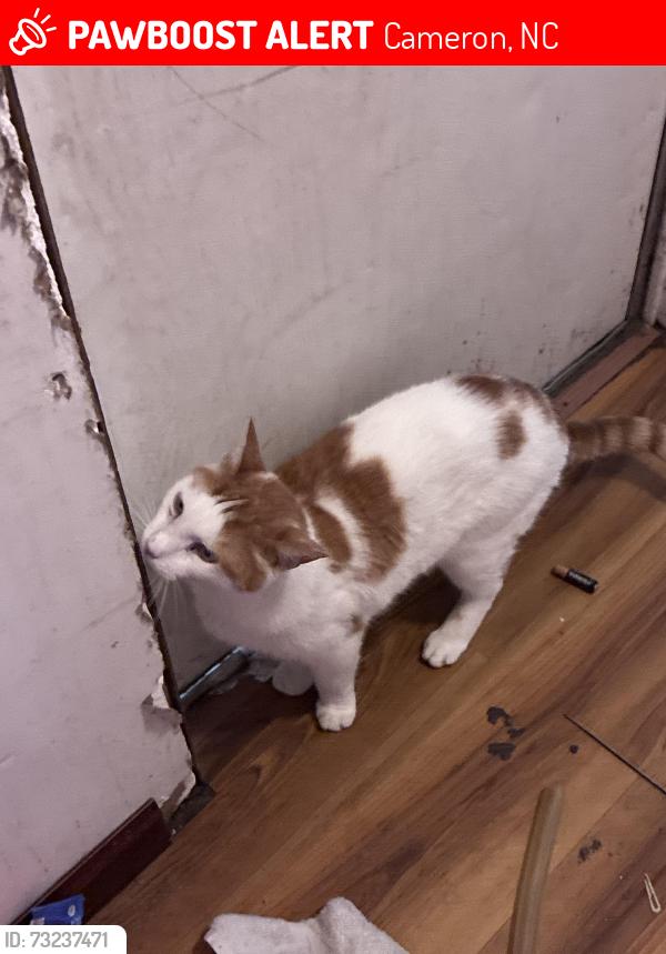 Lost Male Cat last seen Sands road, Cameron, NC 28326