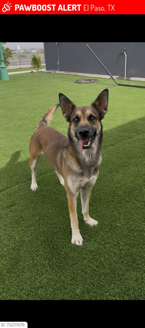 Lost Male Dog last seen Far far east, El Paso, TX 79938