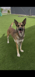 Lost Male Dog last seen Far far east, El Paso, TX 79938