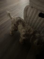 Reunited Male Dog last seen Shaver st, Pasadena, TX 77502