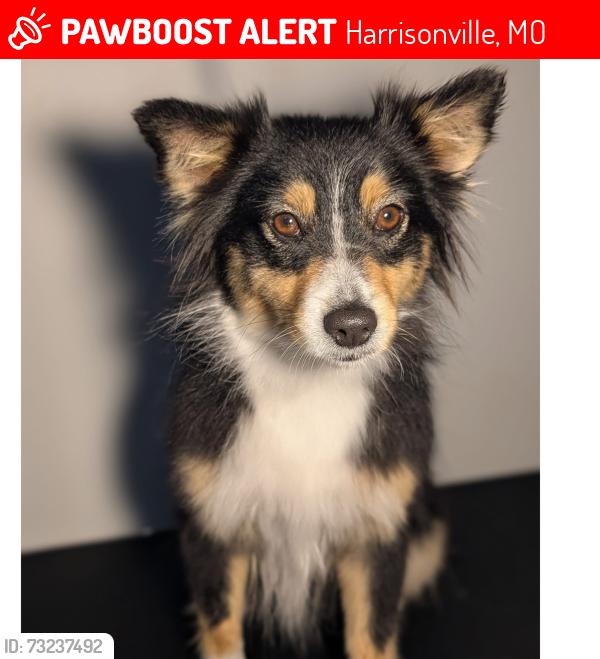 Lost Female Dog last seen Near and 217th, Harrisonville, MO 64701