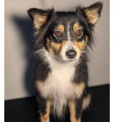 Lost Female Dog last seen Near and 217th, Harrisonville, MO 64701