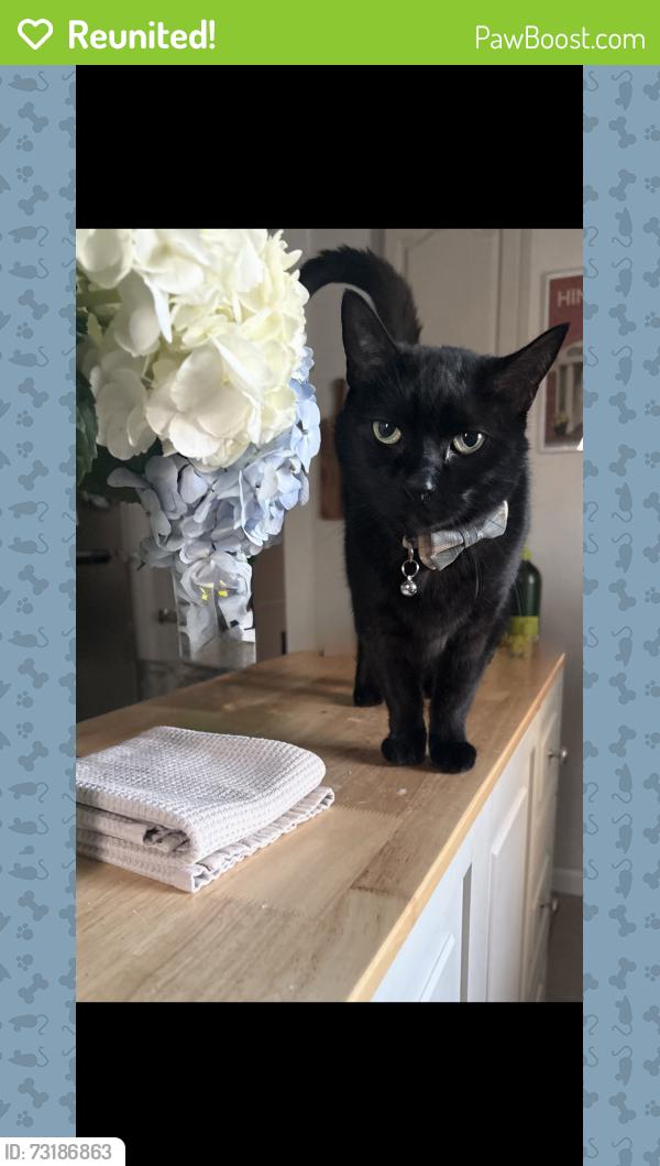 Reunited Male Cat last seen Sylvan st, Danvers, MA 01923