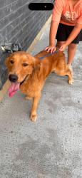 Found/Stray Male Dog last seen east Dallas area, Haskell and dolphin,, Dallas, TX 75204