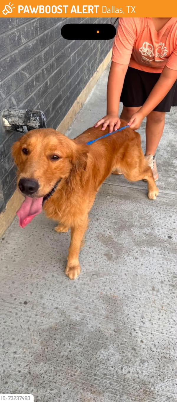 Found/Stray Male Dog last seen east Dallas area, Haskell and dolphin,, Dallas, TX 75204