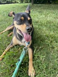 Reunited Male Dog last seen Manoa and Darby road Havertown, Haverford Township, PA 19083