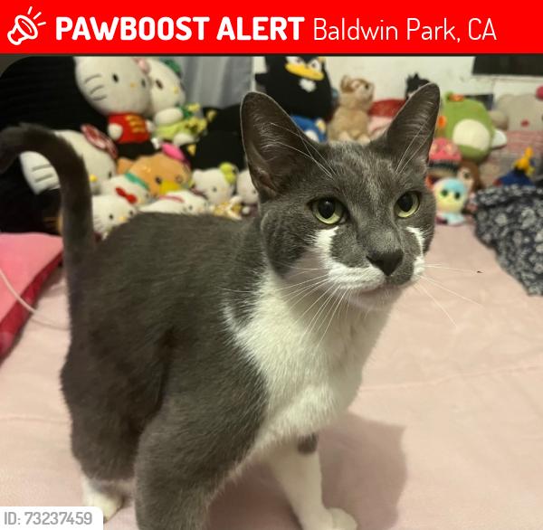 Lost Male Cat last seen Ramona & Rhodes Ln, Baldwin Park, CA 91706