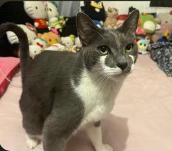 Lost Male Cat last seen Ramona & Rhodes Ln, Baldwin Park, CA 91706