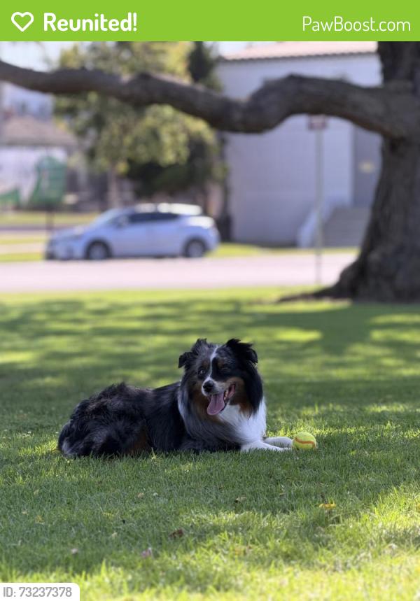 Reunited Male Dog last seen Near Ximeno Ave, Long Beach CA, Long Beach, CA 90814