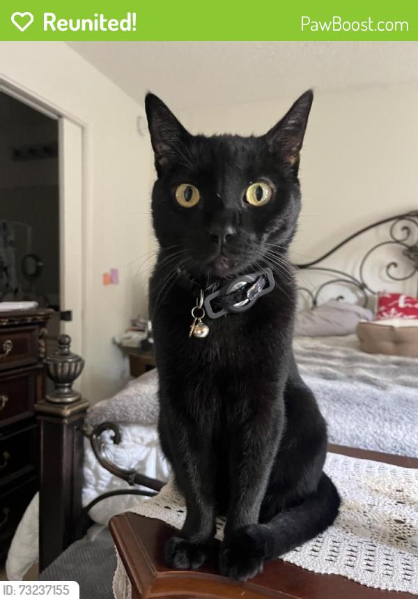 Reunited Male Cat last seen Bainford Dr, Huntington Beach, CA 92646, USA, Huntington Beach, CA 92646