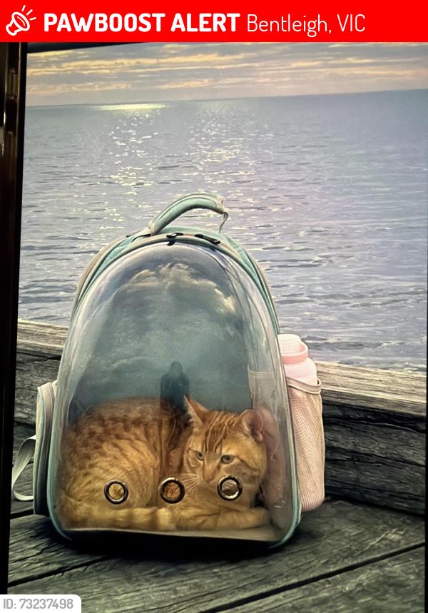 Lost Male Cat last seen bentleigh, Bentleigh, VIC 3204