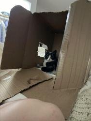 Lost Male Cat last seen Silver lake hosp new Lenox, Newark, NJ 07107