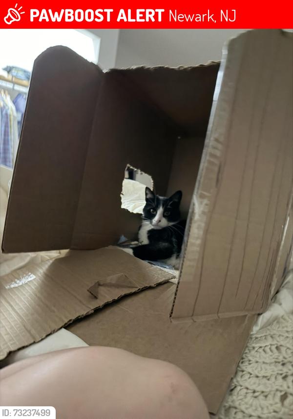 Lost Male Cat last seen Silver lake hosp new Lenox, Newark, NJ 07107