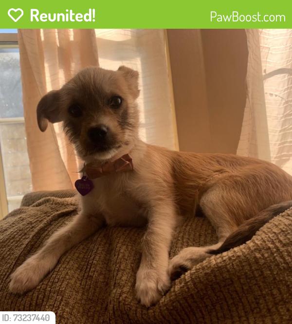 Reunited Female Dog last seen Whittier, CA, USA, Whittier, CA 90602