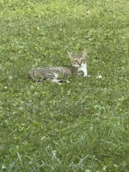 Lost Male Cat last seen Canyonlands park, Jurupa Valley, CA 92509