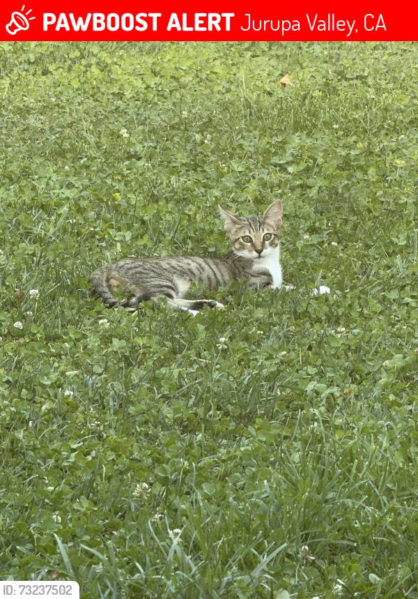 Lost Male Cat last seen Canyonlands park, Jurupa Valley, CA 92509