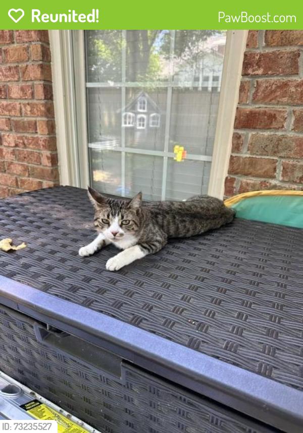 Reunited Male Cat last seen Spinger Court and Brentwood Chase, Brentwood, TN 37027